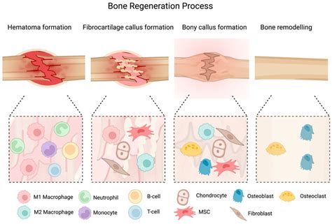 henderson bone regeneration